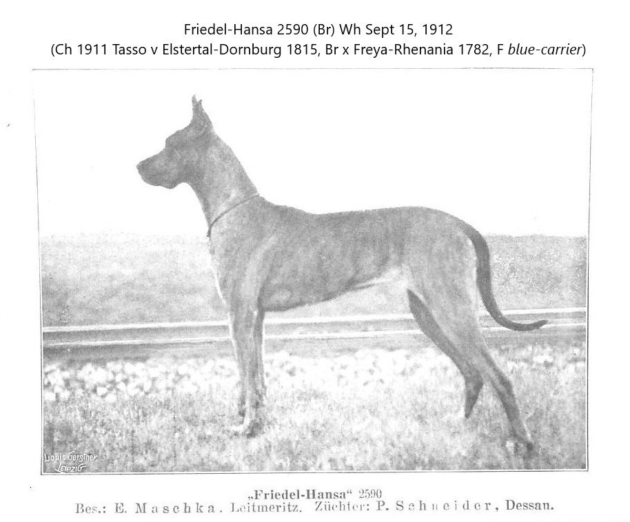 Friedel-Hansa